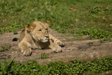 Wild animals in zoo safari park in their habitat - summer daytimeの写真素材