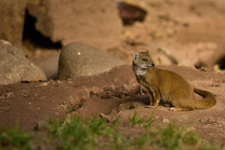 Mongoose Cynictis penicillata in zoo safari park in their habitat - summer daytimeの写真素材