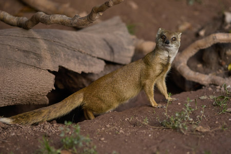 Mongoose Cynictis penicillata in zoo safari park in their habitat - summer daytime