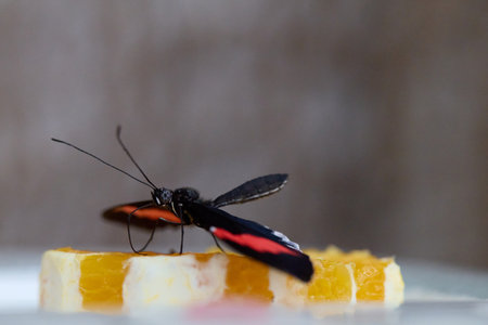 Butterfly of tropical region hatched in butterfly house