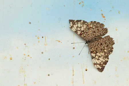 Butterfly of tropical region hatched in butterfly houseの写真素材