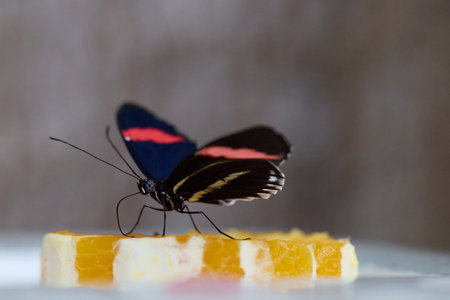 Butterfly of tropical region hatched in butterfly houseの写真素材