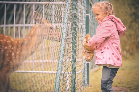 Four year old girl feeding deer doe through fenceの写真素材