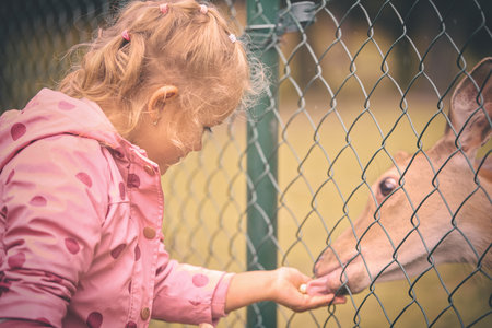 Four year old girl feeding domesticated deer doe through fenceの写真素材
