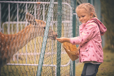 Four year old girl feeding domesticated deer doe through fenceの写真素材