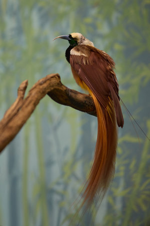 Raggiana bird of paradise Paradisaea raggiana sitting on wood in garden