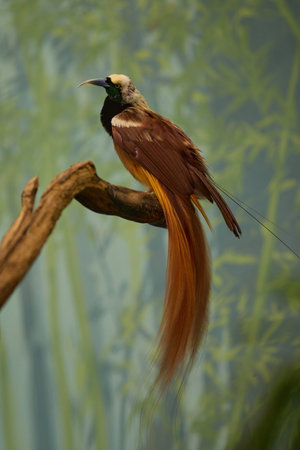 Raggiana bird of paradise Paradisaea raggiana sitting on wood in gardenの写真素材
