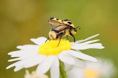 Bee beetle Trichius fasciatus on central European meadow daisy flower