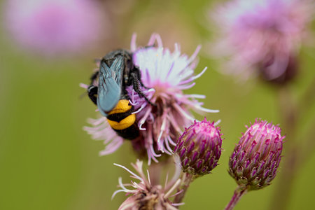Individual of Scolia hirta on central European meadow flowerの写真素材