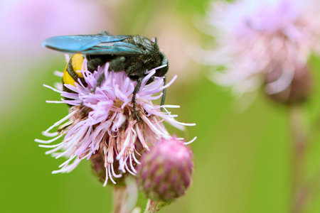 Individual of Scolia hirta on central European meadow flower