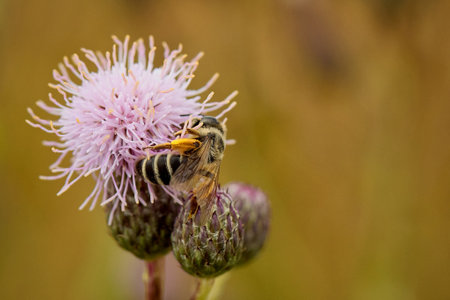 Individual of Bee Apis mellifera on central European meadow flowerの写真素材