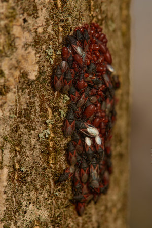Smaller group of lime seed bug Oxycarenus levaterae preparing to hibernate