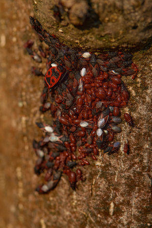 Smaller group of lime seed bug Oxycarenus levaterae preparing to hibernate