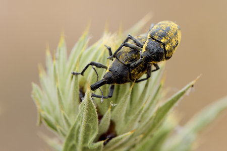 Couple of beetles larinus planus on central European meadow flower