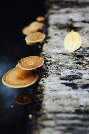 mushroomの写真素材