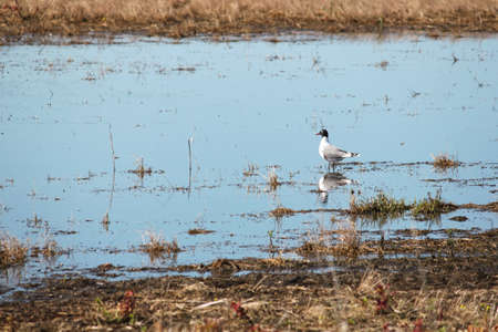 Franklin Gull の写真素材