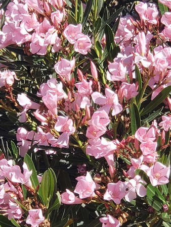 southwest pink flowers
