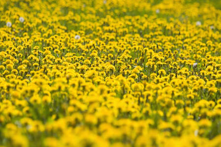 field of blooming dandelion and grass in springtime bohemia czech republicの写真素材