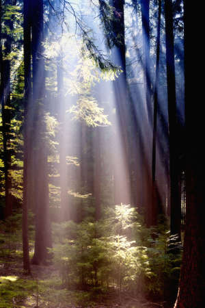 autumn forest scene with sunrays shining through branches の写真素材