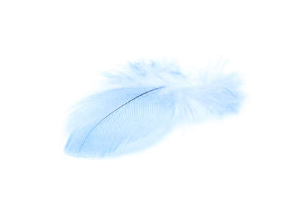 single blue colored feather isolated on white backgroundの写真素材