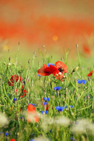 wild flowers - red poppies in a green spring fieldの写真素材