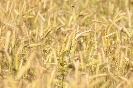 close up of rye in a field ready for harvest