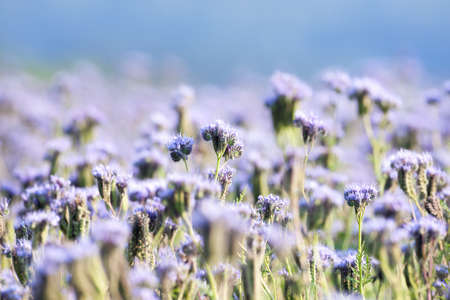 agriculture - close up of a phacelia flower in a filed with blue skyの写真素材