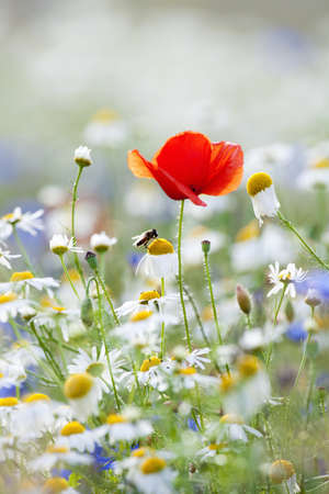 abundance of blooming wild flowers on the meadow at spring timeの写真素材
