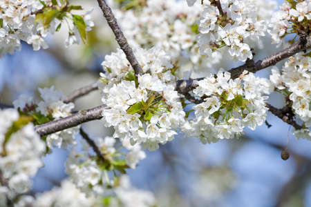 cherry tree in blossom at spring