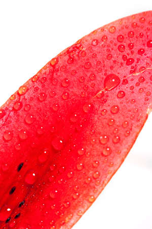 Closep of Lily Leaf with Water Dropsの写真素材