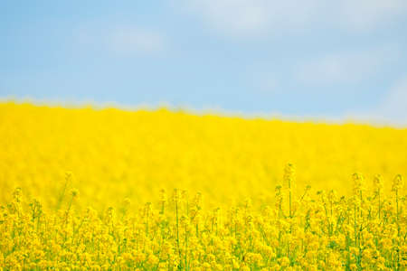 Field of Yellow Rape and Blue Sky