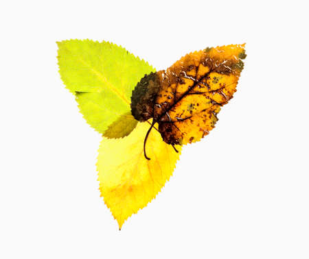 Closeup of Different Autumn Leaves - Isolated on Whiteの写真素材