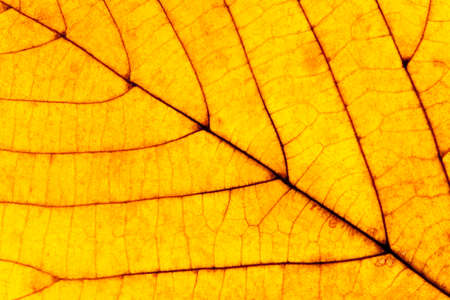 Extreme Closeup of a Yellow Autumn Leafの写真素材