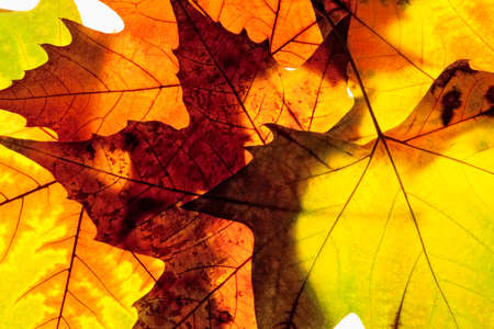 Closeup of Different Autumn Leaves