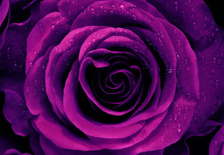 Closeup of a Purple Roseの写真素材