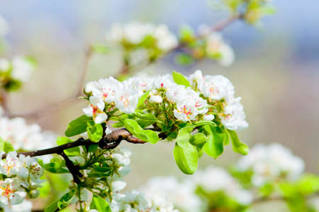 Closeup of Cherry Flower at Blossom in Springの写真素材