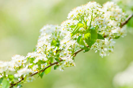 Closeup of Cherry Flower at Blossom in Springの写真素材