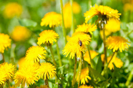 Closeup of Dandelion Flower at Blossom in Springの写真素材