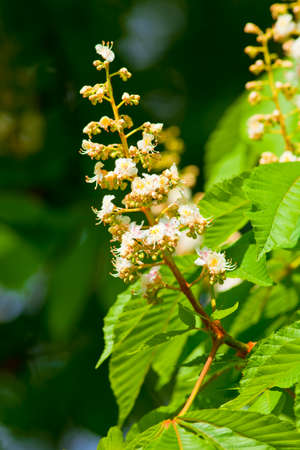 Closeup of Chestnut Tree Flower at Blossom in Springの写真素材
