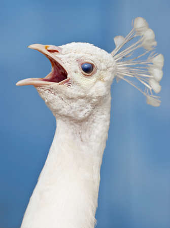 Closeup of a Head of a White Peacock Outdoorsの写真素材