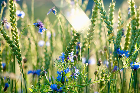Field of Wheat and Cornflowers in Summerの写真素材
