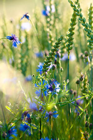 Field of Wheat and Cornflowers in Summerの写真素材