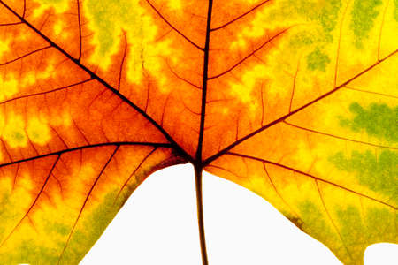 Closeup of Autumn Leaf - Isolated on Whiteの写真素材