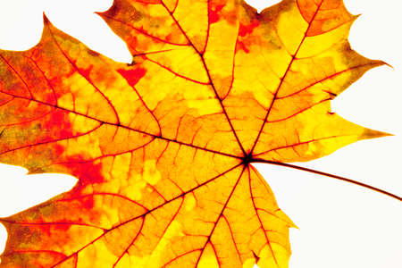 Closeup of Autumn Leaf - Isolated on White