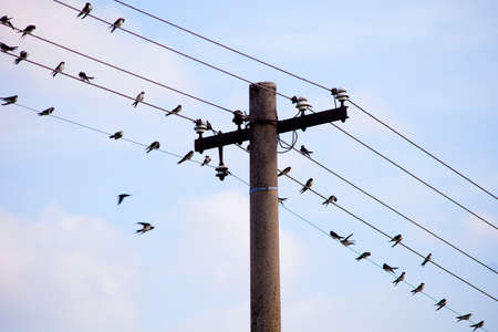Swallows Sitting on Electricity Wires in Czech Countryside.の写真素材