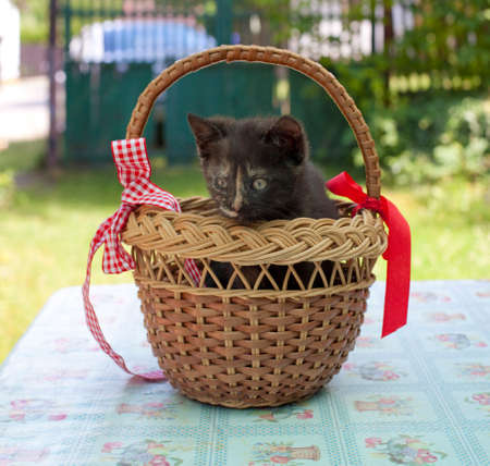 Black Kitten in a Basket with Red Ribbon Outdoorの写真素材