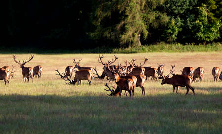 Large Herd of Elks Grazing on a Meadow near Forestの写真素材