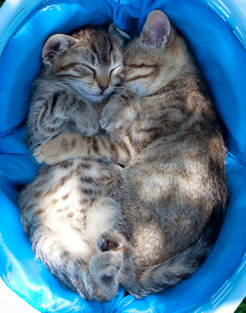 Two Kittens Sleping in a Basket Outdoorの写真素材