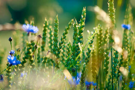 Field of Wild Flowers and Cornflowers in Summer
