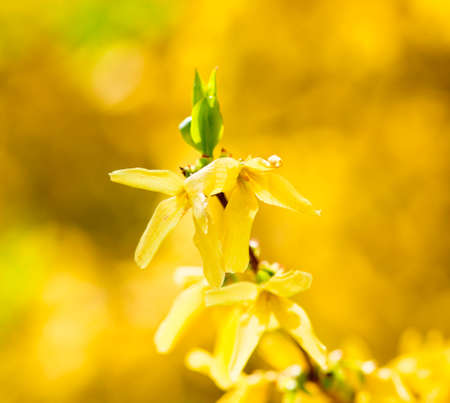 Closeup of Laburnum Flower at Blossom in Springの写真素材